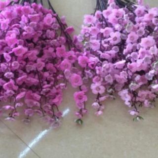 1 cành hoa anh đào