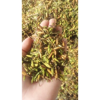 Hoa đu đủ đực