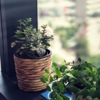 Chậu nhựa bọc lục bình