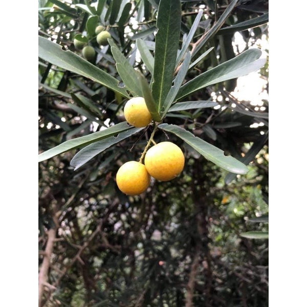 Trà Xáo Tam Phân Khánh Hoà 200g/bịch