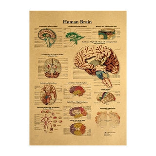 Poster Dán Tường Hình Cấu Tạo Cơ Thể Người Độc Đáo