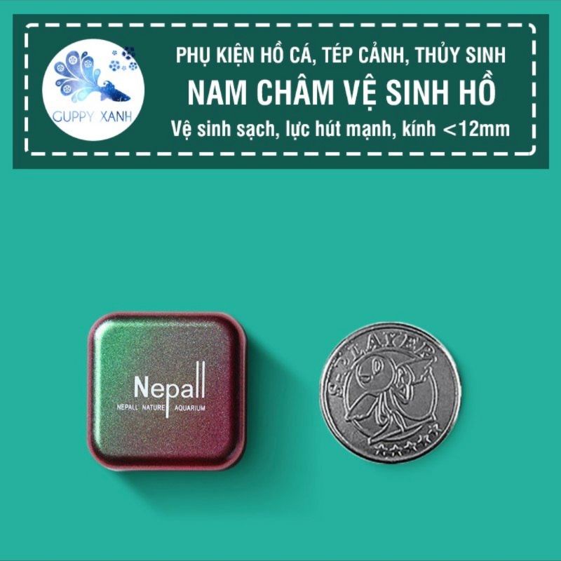 Hít chà hồ Nepall mini cho hồ thủy sinh, bể cá , vệ sinh thành kính cực kỳ hiểu quả và thẩm mỹ.