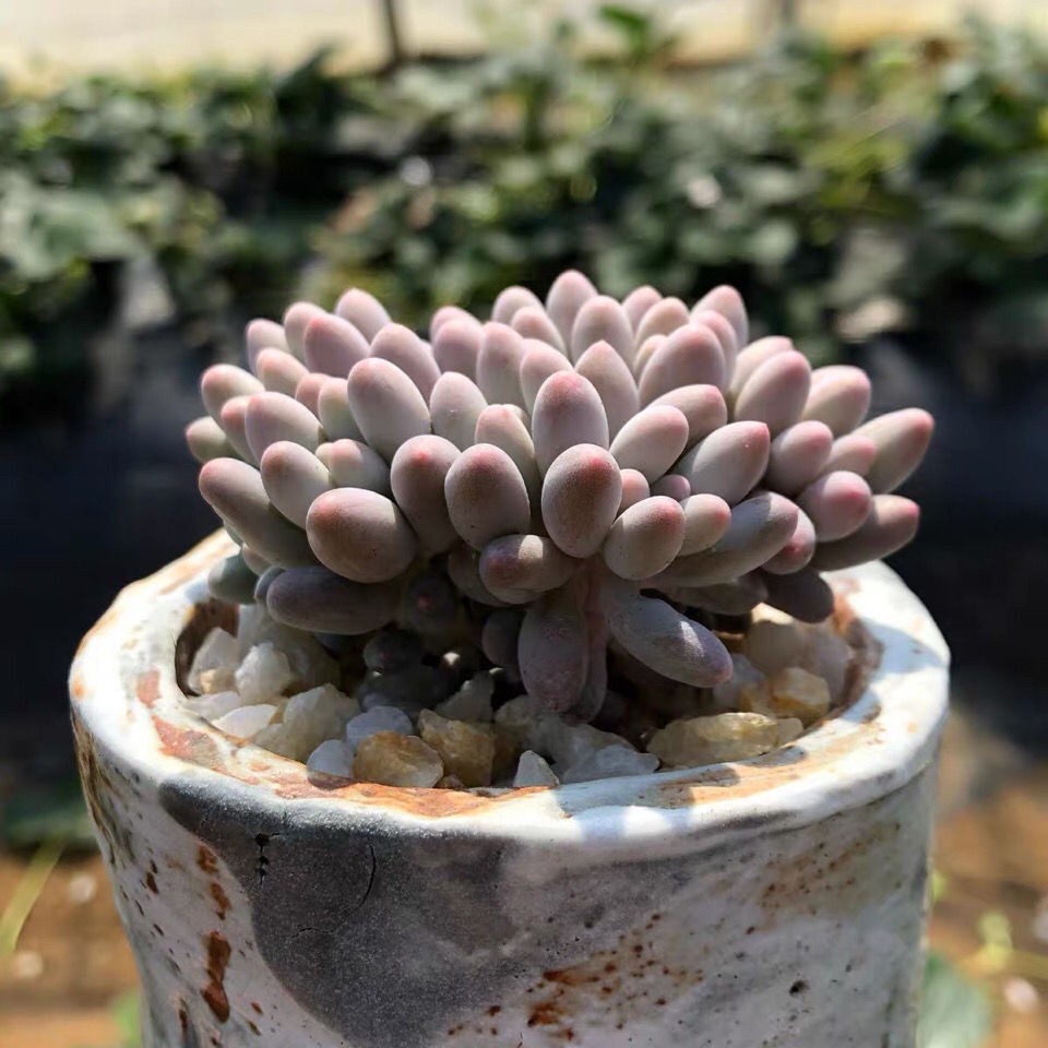 Hạt giống sen đá Trứng Phô mai Hiếm Thích hợp cho người mới trồng Tỷ lệ nảy mầm 90% 50h