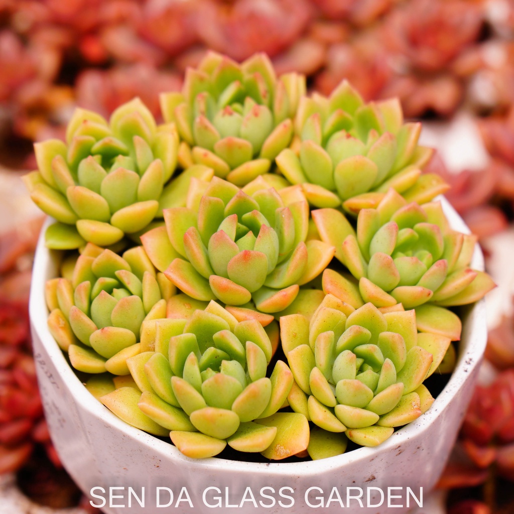 Set 5 cây Sen đá mặt trời cam GLASS GARDEN size mini 2-3cm, Hàng Đà Lạt, lỗi 1 đổi 1