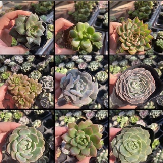 Sen đá size bầu chọn mẫu (50 loại)