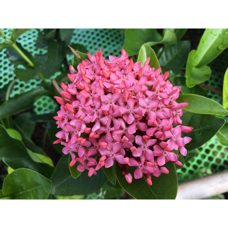 Bông Trang Hồng Phấn Lá Trung 30cm