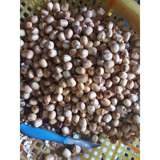 Sen Huế Tươi 200 1kg