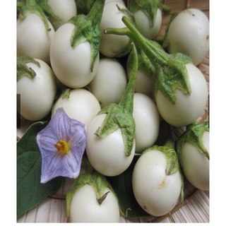 HẠT GIỐNG CÀ PHÁO TRẮNG GÓI 2GRAM