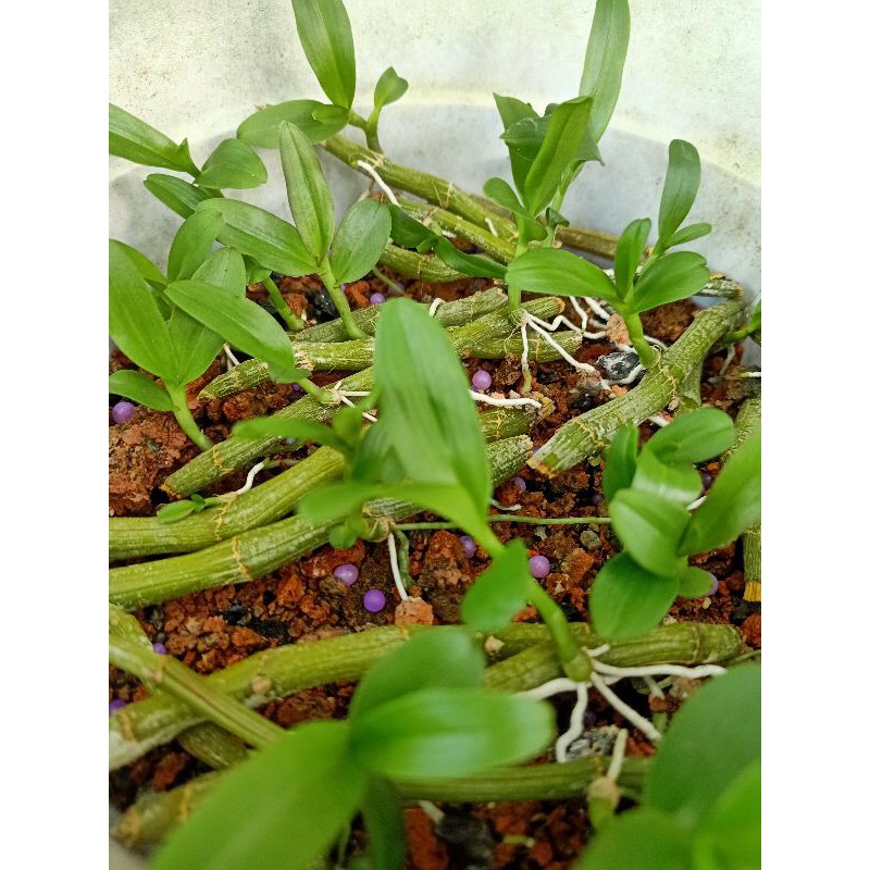 ki phi điệp rừng (25k/1 ki)