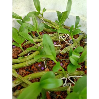 Ki phi điệp rừng