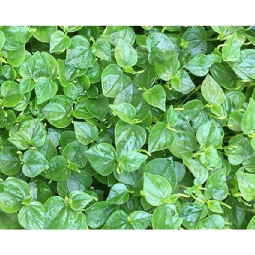 Hạt giống Rau Càng Cua