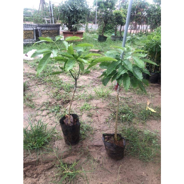 Cây bánh kem giống cao 30 cm cho trái sau 12 tháng.