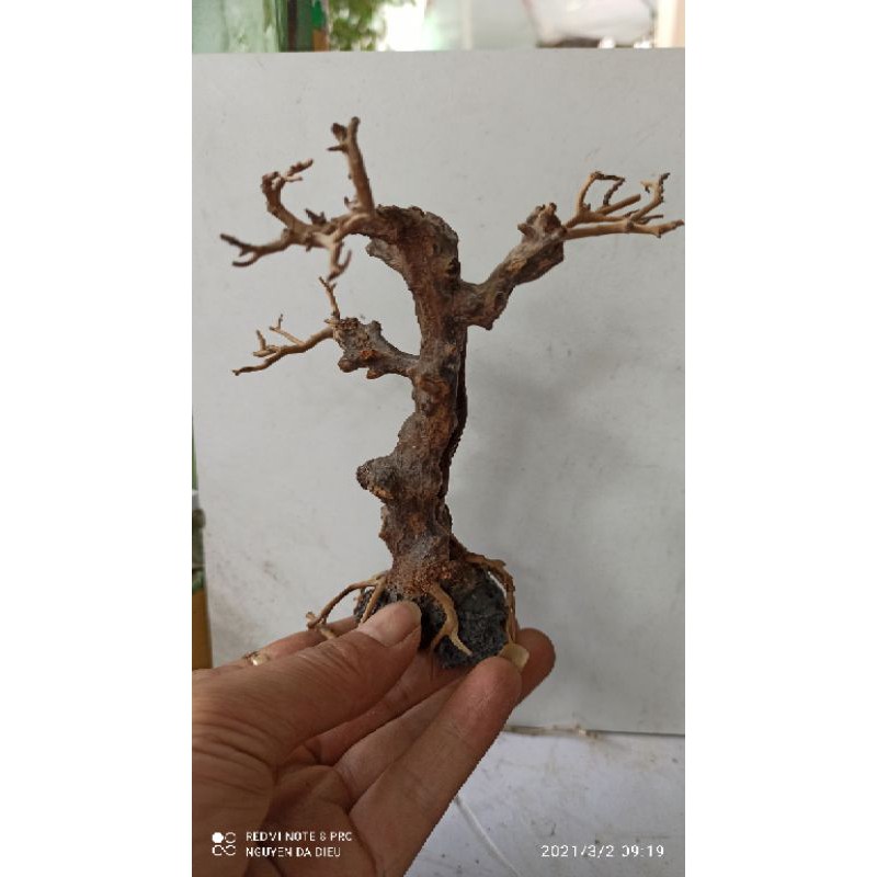 Lũa Thủy Sinh - Bonsai Mini