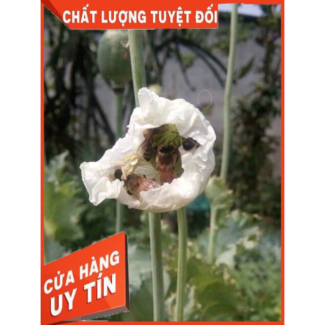 Mật ong đắng (0,5 lít )