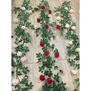 Dây  Hoa Hồng leo thường trang trí, làm tường hoa, dây hoa leo