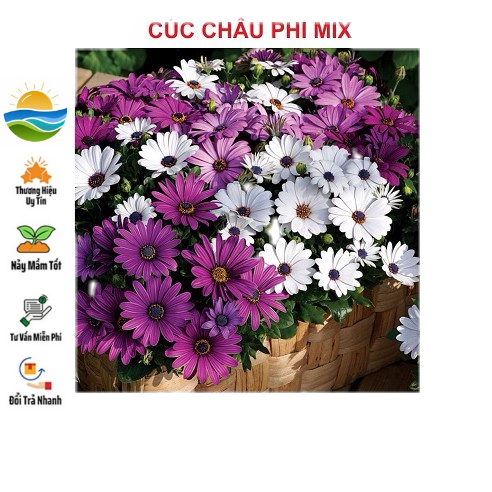 Hạt Giống Cúc Châu Phi 20 Hạt