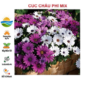 Hạt giống cúc châu phi 20 hạt