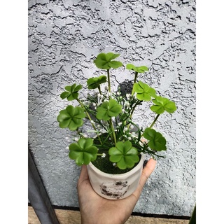 Chậu cỏ 4 lá may mắn