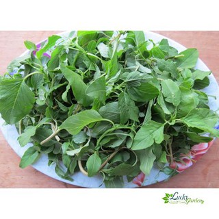 10g Hạt giống Rau dền cơm XTRA