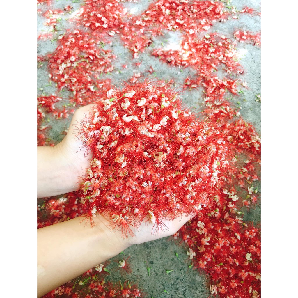 Cây hoa Lộc Vừng đỏ