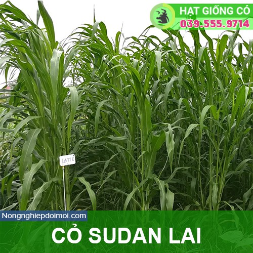 Hạt giống cỏ Sudan lai - Cỏ Cao Lương (gói 500g) - Cỏ Chăn Nuôi