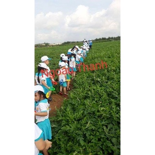 Dây dắt trẻ mần non đi dã ngoại