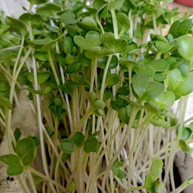 Combo hạt giống rau mầm