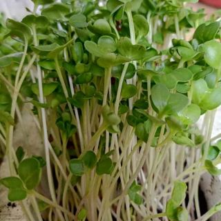 Combo hạt giống rau mầm