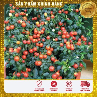 -30 % COMBO 06 GÓI ỚI + CÀ CHUA BONSAI
