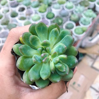 Sen Đá Thược Dược | Xuất xứ Đà Lạt | Dễ trồng dễ chăm