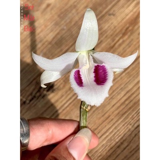 [Rẻ vô địch] Phi điệp 5ct mắt biếc hàng giống