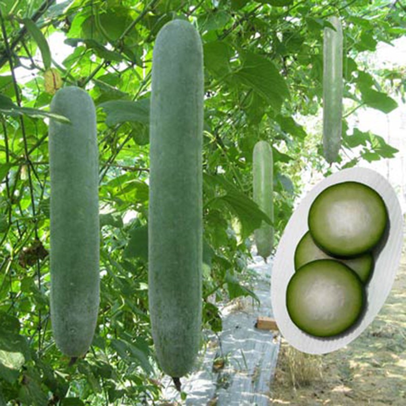 Hạt Giống Bí Đao Xanh Bí Sặt Cao Sản Gói 2g