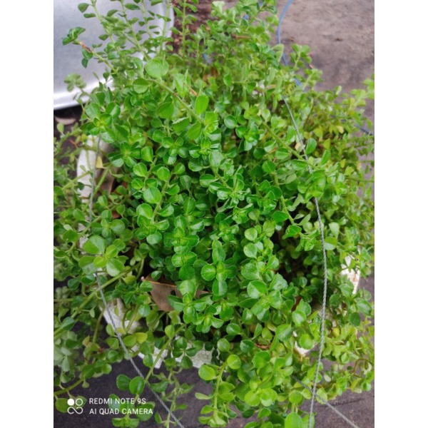 sen đá SEDUM sò dây (giá bán chậu cây)dạng dây rũ