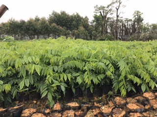 20 cây giống sưa đỏ