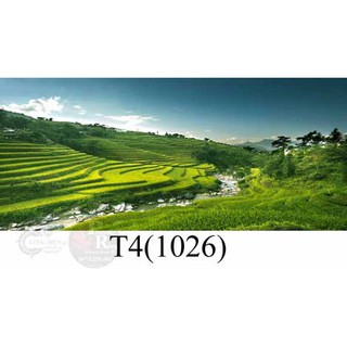 Tranh 3d dán bể cá trang trí bể cá nhiều kích thướt chọn lựa