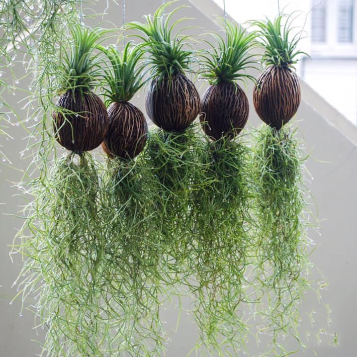 Cây Không Khí ( Tillandsia Usneoides ) treo