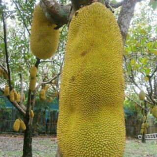 Cây mit malaysia