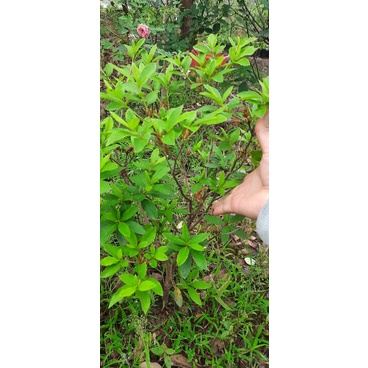 Đỗ Quyên 1 cây  đang hoa