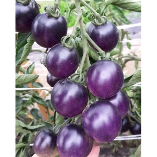 Hạt giống cà chua bi tím (Nội địa Trung). 2 gr/gói