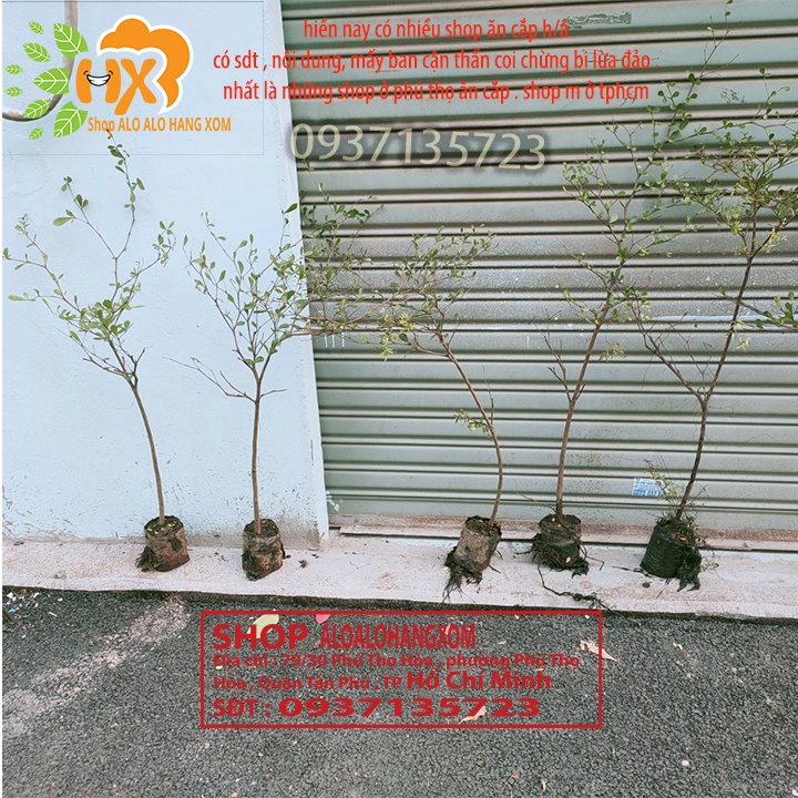 COMBO 3 CÂY BÀNG ĐÀI LOAN CAO TỪ 25-40 CM