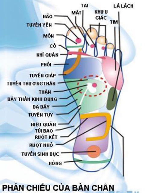 Lót giày vải lưới chính hãng Hương Quế (có giấy chứng nhận ủy quyền)