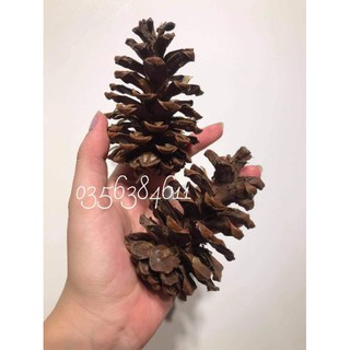 Trái thông khô tự nhiên đà lạt