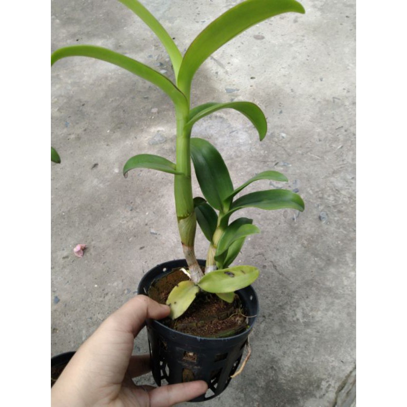 Denro nắng Sing cây trưởng thành 2 màu chọn được