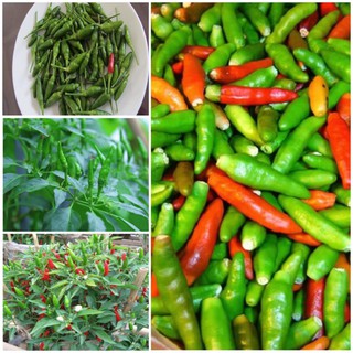 Hạt giống ớt xiêm (ớt hiểm). Hạt giống nảy mầm cao, kháng bệnh tốt, mùi thơm đặc trưng nhập khẩu-  chuyên dụng.