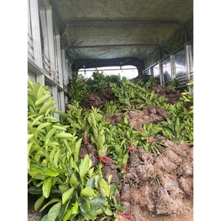 cây chanh tứ quý