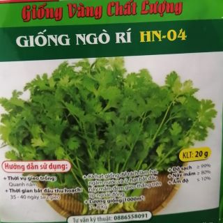 Hạt giống ngò rí