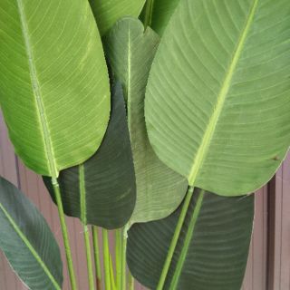 Cây chuối giả cảnh cao 2,2met