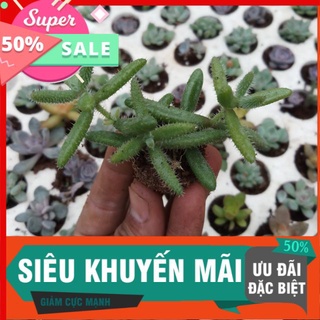 Sen đá mặt nạ vĩ