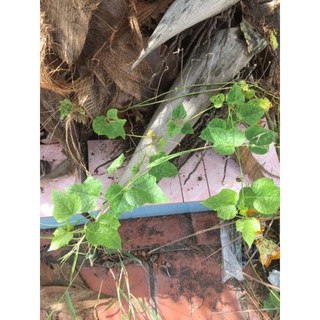 Cây nhãn lồng lạc tiên
