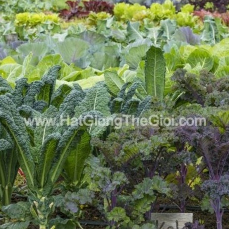 Hạt Giống Cải Xoăn Kale Crazy Mix (B2.405| C47*W55)
